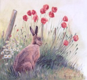 Le lièvre et les coquelicots